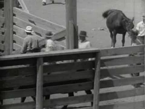 A horse jumping a fence into a corral, agricultural documentary footage