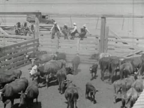 Cattle milling inside a large wooden corral enclosure, 1930s era
