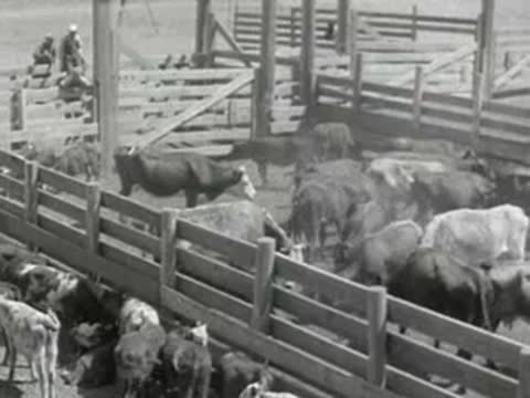 Cattle moving through wooden pens and chutes on a ranch, archival film