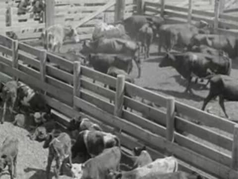 Cattle crowded inside a wooden pen enclosure, historical documentary