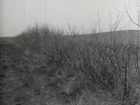 Dry barren branches of bushes or small trees in a row, close-up.
