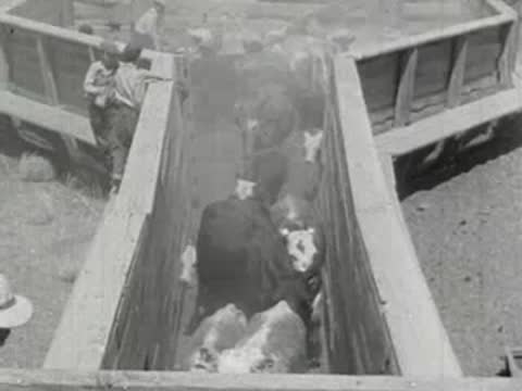 Cows walk through a fenced chute with handlers overseeing the livestock.