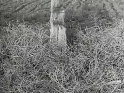 Wooden fence post surrounded by dry tangled brush, close-up.