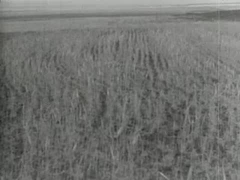 Field of dry crops or tall grass swaying gently in wind.