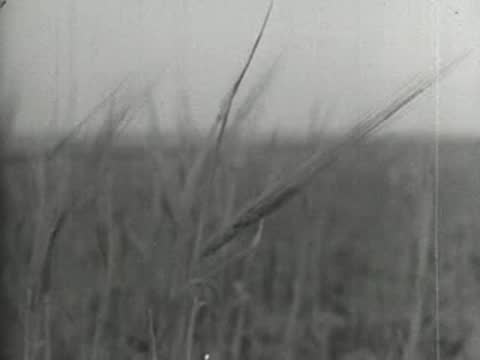 Close-up of tall grass or grain stalks blowing in the wind.