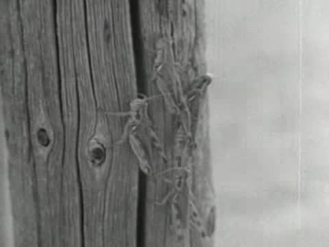 Grasshopper insect resting on weathered wooden fence post, close-up.