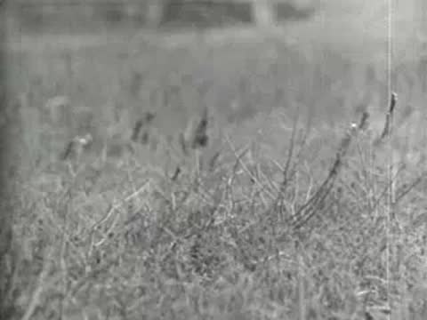 Close-up of dead, dried corn stalks rustling in a barren, dusty field, 1930s