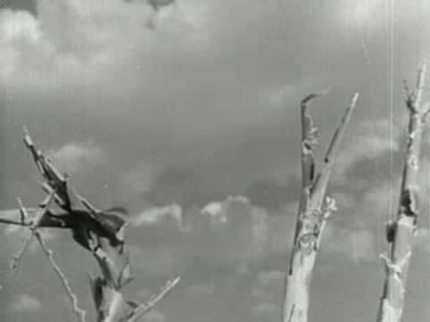 Medium shot of broken and dead corn stalks swaying in a windstorm, 1930s