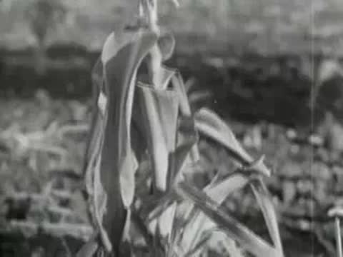 Medium shot of a withered corn plant with damaged leaves in a field, 1930s