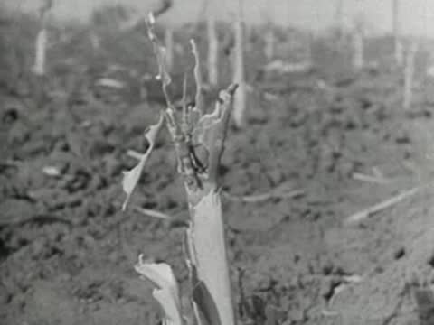 Close-up of a scarred and chewed corn stalk base in a barren field, 1930s