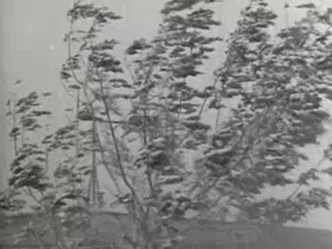 Medium shot of leafy trees violently bending in a powerful wind, 1930s