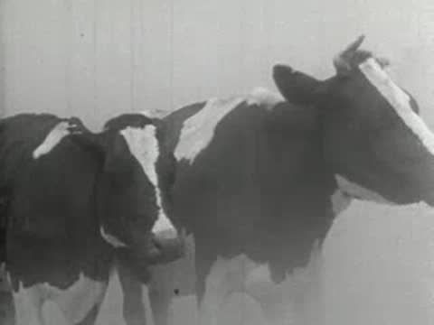 Medium shot of black and white dairy cows standing together in a dusty field, 1930s