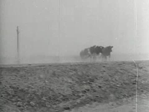 Wide shot of a small herd of cattle being driven along a rural dirt road, 1930s