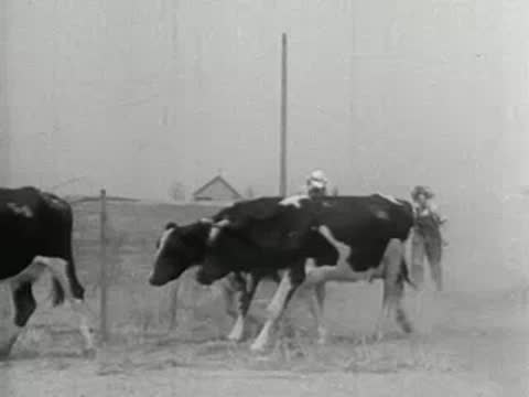 Medium shot of a small group of cows walking along a fence line in dust, 1930s