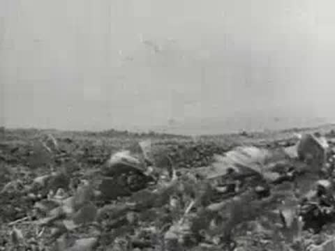 Wide shot of low crops struggling in a dusty, barren field, 1930s