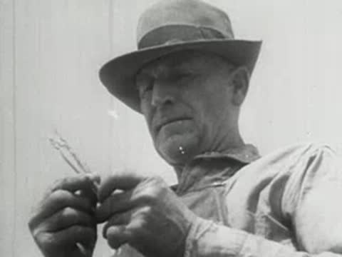 Close-up of a farmer inspecting dried and withered wheat crops