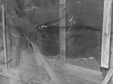 Close-up view of a broken window pane with spiderwebs and cracks