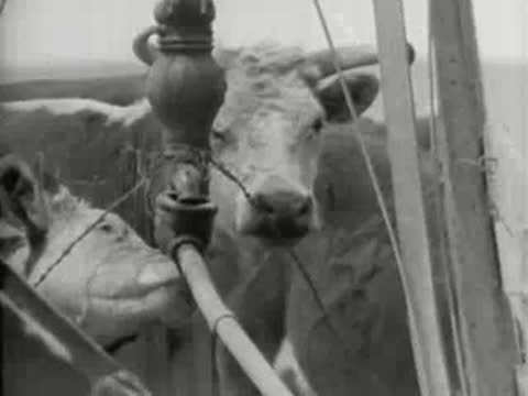 Cows drinking water from a trough, filmed in vintage black and white.