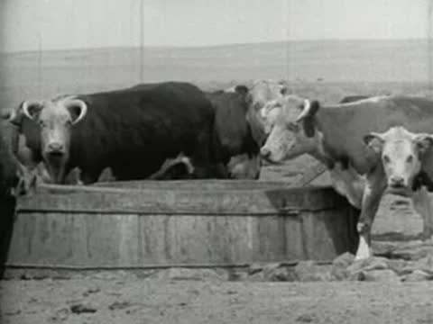 Several cows drinking water from a large circular trough.