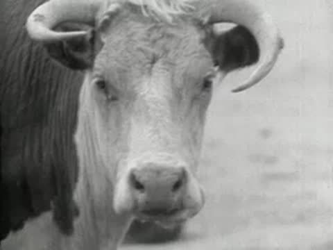 Close-up portrait of a cow's head looking at the camera.