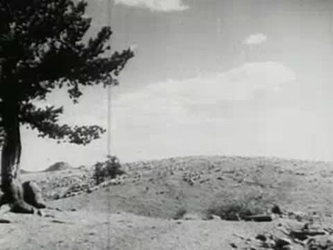 Bare tree on a dry, barren hill under a cloudy sky.