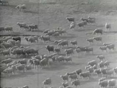 A large herd of sheep grazing on a sparse, grassy hillside.