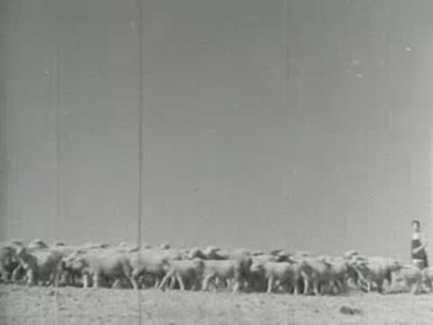A herd of sheep standing together outdoors in a rural setting.