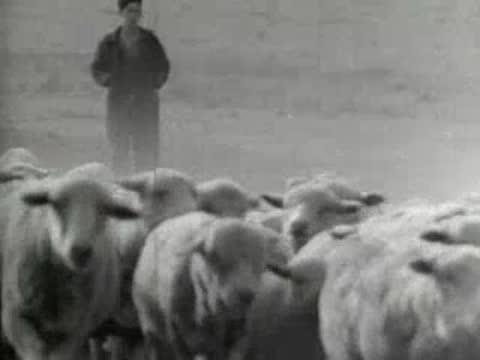 A large flock of sheep moving across a dusty field with a herder.