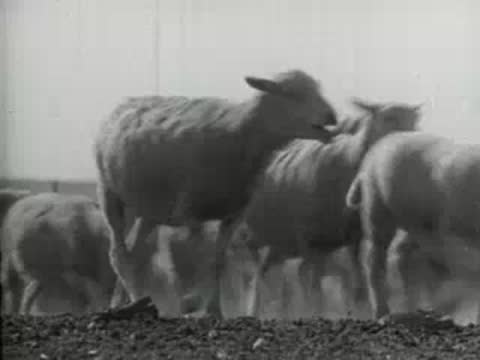 Sheep running and moving quickly across the ground.