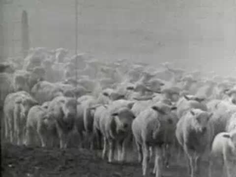 Close-up of a sheep's legs walking, followed by a large flock in a dusty field.