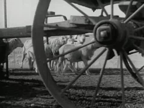 Close-up of a wooden wagon wheel with sheep visible in the background.
