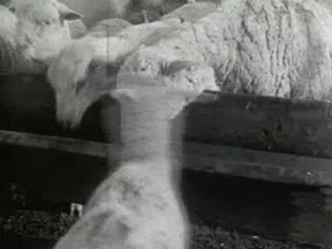 Sheep drinking water from a trough while water flows from a pipe.
