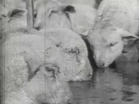 A group of sheep drinking water together from a trough.