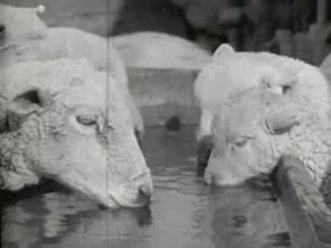 Sheep drinking water from a trough on a farm, agricultural documentary, 1930s style