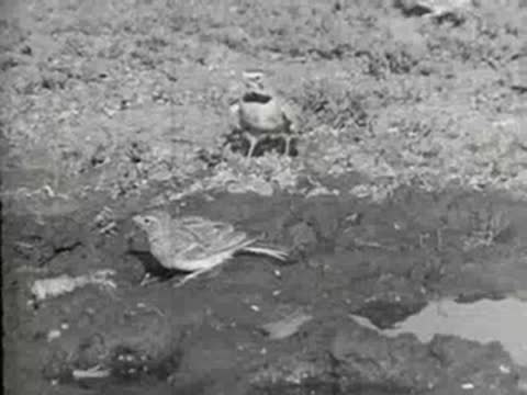 Small birds feeding on the ground near a wooden post, 1930s nature documentary