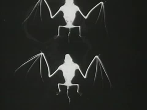 Medical x-ray images showing skull profile, bats, and flowers in sequence.