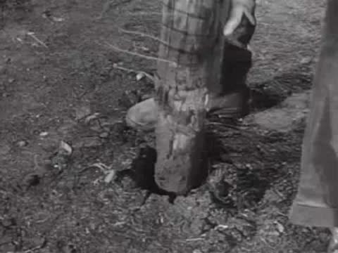 Close-up of a worker's hands fixing a wooden post in soil, outdoor