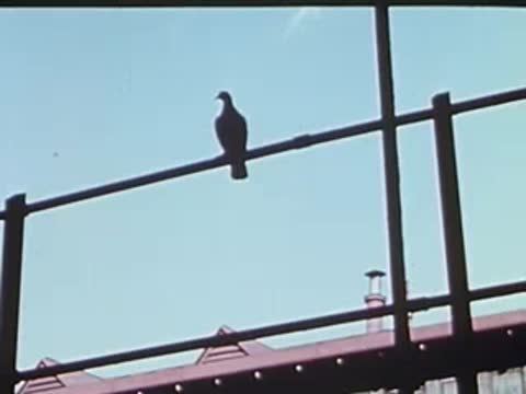 Pigeon perched on an overhead wire against the sky.