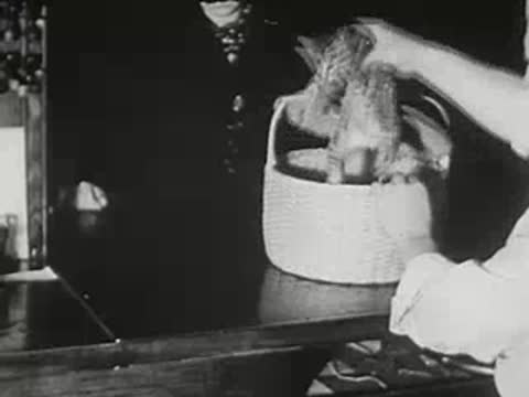 Postal worker takes kitten out of wicker basket on post office counter.