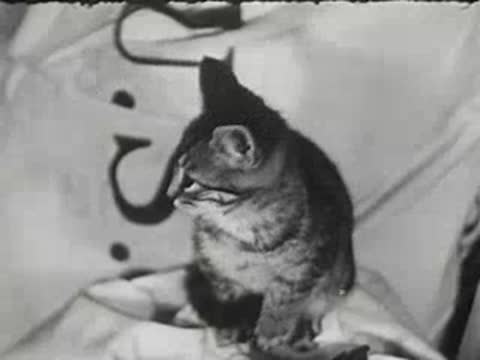 Tabby kitten sitting on package looking around in post office interior.