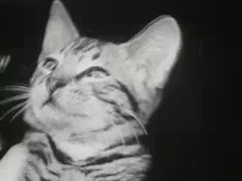 Close-up of tabby kitten blinking and looking around outside near house.