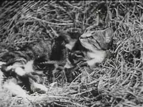 Cat lying in the hay nursing her newborn kittens.