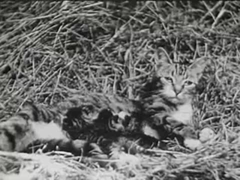 Cat resting comfortably in the hay with her nursing kittens.