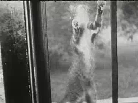 Kitten jumping and stretching up against a glass window or screen.