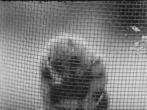Close-up of a kitten peering through a wire window screen.