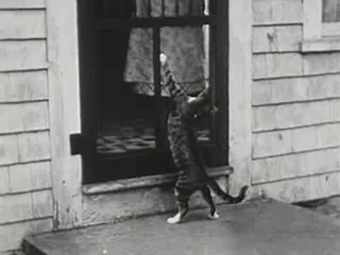 Cat standing on its hind legs stretching up at a screened door.