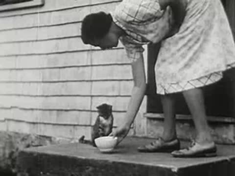 Woman placing a bowl of milk on the porch for the cat.