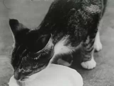 Cat happily drinking milk from the white bowl on the porch.