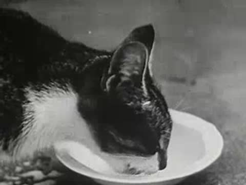 Close-up profile of the cat eagerly drinking milk from the bowl.