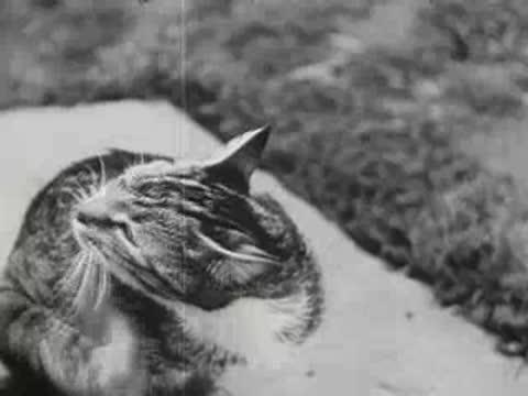 cat licking its paw on a porch step, vintage animal documentary footage